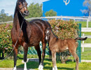 2020 majors tiffany ga and foal 9 03