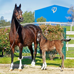 2020 majors tiffany ga and foal 9 03
