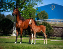 2022 estrella cf colt