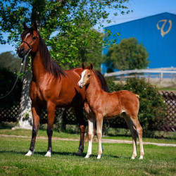 2022 estrella cf colt