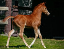 2022 estrella cf colt