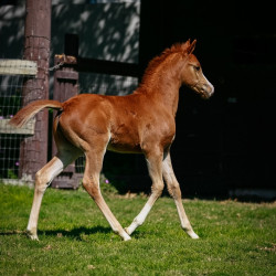 2022 estrella cf colt