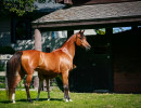 2022 estrella cf colt
