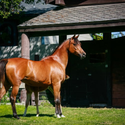 2022 estrella cf colt