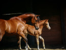 2022 estrella cf colt