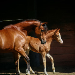 2022 estrella cf colt