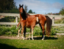 2022 estrella cf colt