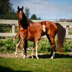 2022 estrella cf colt