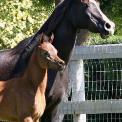 mosquerade2009filly