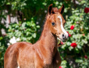 2020 olianna ltl colt april30