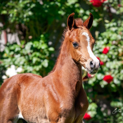 2020 olianna ltl colt april30