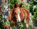 2020 olianna ltl colt2 april30