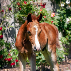 2020 olianna ltl colt2 april30