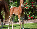 2020 olianna ltl colt3b april30
