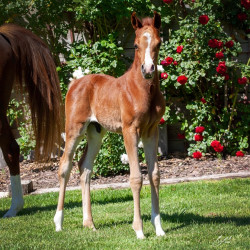 2020 olianna ltl colt3b april30
