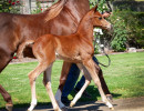 2020 olianna ltl colt4b april30