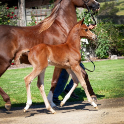 2020 olianna ltl colt4b april30