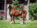 2020 olianna ltl colt5 april30