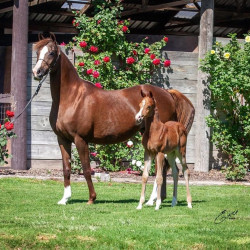 2020 olianna ltl colt5 april30