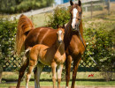 2018 olivos mac v and olianna h3h9444