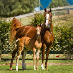 2018 olivos mac v and olianna h3h9444