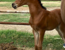 2018 g olympia al amir filly