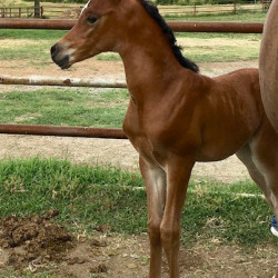 2018 g olympia al amir filly