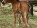 2018 g olympia al amir filly