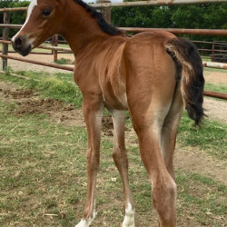 2018 g olympia al amir filly