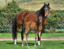 2018 pretty pauline v filly