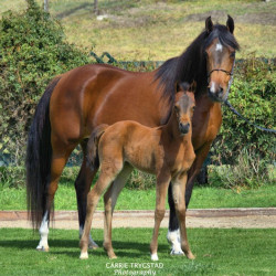 2018 pretty pauline v filly