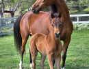2018 pretty pauline v filly
