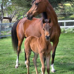 2018 pretty pauline v filly