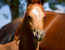 pretty pauline v colt h3h6461