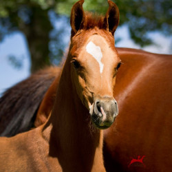 pretty pauline v colt h3h6461