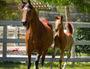 pretty pauline v colt h3h6566