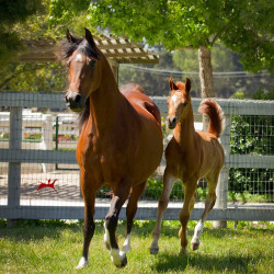 pretty pauline v colt h3h6566