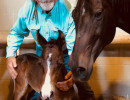 2018 peppys little spice colt
