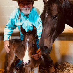 2018 peppys little spice colt