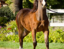 2019 peppys little spice colt march30 h3h9905