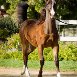 2019 peppys little spice colt march30 h3h9905