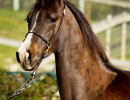 2019 peppys little spice colt march30 h3h9990