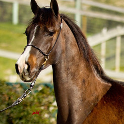 2019 peppys little spice colt march30 h3h9990