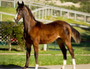 2019 peppys little spice colt march30 h3h9992