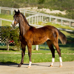 2019 peppys little spice colt march30 h3h9992