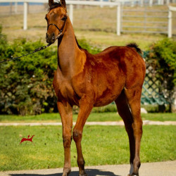2019 pocatello v oct h3h6877