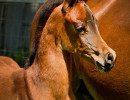2019 psyngle rose colt may h3h0221