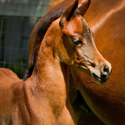2019 psyngle rose colt may h3h0221