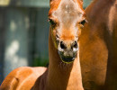 2019 psyngle rose colt may h3h0244