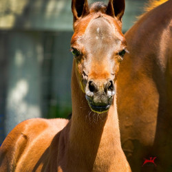2019 psyngle rose colt may h3h0244